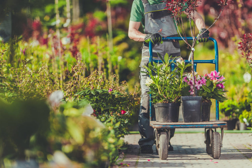 Plantas del vivero listas para entrega mayorista